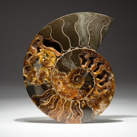 Genuine Calcified Ammonite Half + Acrylic Display Stand // V1