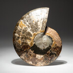 Genuine Calcified Ammonite Half + Acrylic Display Stand // V2