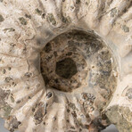 Genuine Natural Douvilleiceras Ammonite Fossil // V1