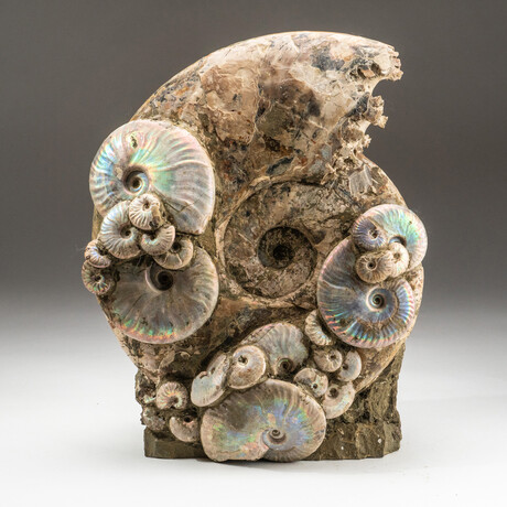 Genuine Polished Calcified Opalized Ammonite Cluster