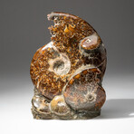 Genuine Polished Calcified Ammonite Cluster // V2