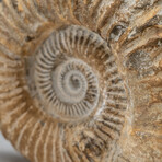 Genuine Natural Large Ammonite