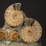 Genuine Polished Calcified Ammonite Cluster // V4