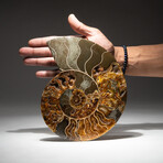 Genuine Calcified Ammonite Half + Acrylic Display Stand // V2