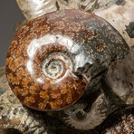 Genuine Polished Calcified Ammonite Cluster // V6