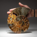 Genuine Calcified Ammonite Half + Acrylic Display Stand // V1