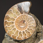 Genuine Polished Calcified Ammonite Cluster // V4