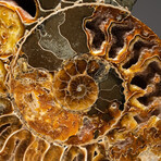 Genuine Calcified Ammonite Half + Acrylic Display Stand // V1