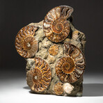 Genuine Polished Calcified Ammonite Cluster // V3
