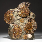 Genuine Polished Calcified Ammonite Cluster // V3