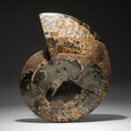 Genuine Calcified Ammonite Half + Acrylic Display Stand // V1