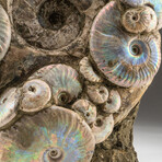 Genuine Polished Calcified Opalized Ammonite Cluster