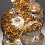 Genuine Polished Calcified Ammonite Cluster // V2