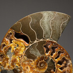 Genuine Calcified Ammonite Half + Acrylic Display Stand // V1