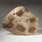 Genuine Selenopeltis Trilobites + Matrix + Acrylic Display Stand