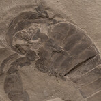 Genuine Natural Fossilized (Eurypterus) Sea Scorpion in Matrix + Acrylic Display Stand