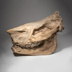 Genuine Natural Fossilized (Diceratherium) Rhino Skull