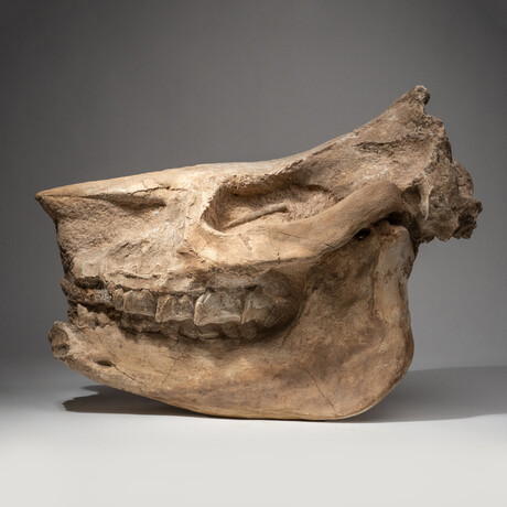 Genuine Natural Fossilized (Diceratherium) Rhino Skull