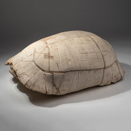 Genuine Natural Fossilized Turtle Shell // V1