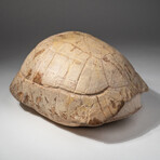 Genuine Natural Fossilized Turtle Shell // V2