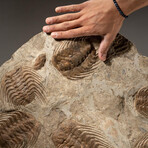Genuine Selenopeltis Trilobites + Matrix + Acrylic Display Stand
