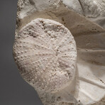 Giant Pre Historic Sea Scallops On Matrix + Acrylic Display Stand