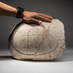 Genuine Natural Fossilized Turtle Shell // V1