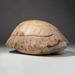 Genuine Natural Fossilized Turtle Shell // V2