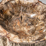 Genuine Polished Petrified Wood Bowl