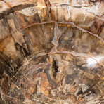 Genuine Polished Petrified Wood Bowl