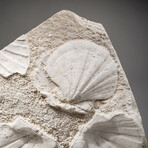 Giant Pre Historic Sea Scallops On Matrix + Acrylic Display Stand