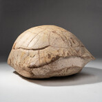 Genuine Natural Fossilized Turtle Shell // V2