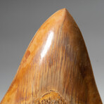 Genuine Natural Megalodon Tooth // Large