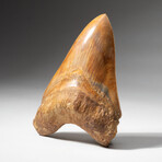 Genuine Natural Megalodon Tooth // Large