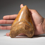 Genuine Natural Megalodon Tooth // Large