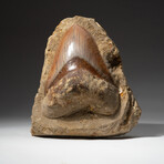 Giant Genuine Megalodon Tooth in Matrix