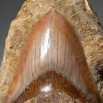Giant Genuine Megalodon Tooth in Matrix