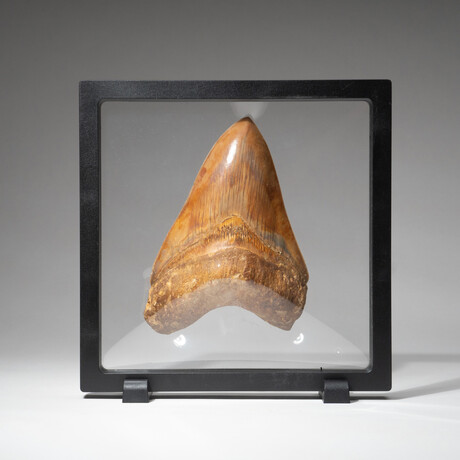 Genuine Natural Megalodon Tooth // Large
