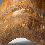 Genuine Natural Megalodon Tooth // Large