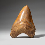 Genuine Natural Megalodon Tooth // Large