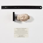 Indus Valley Head of Buddha // 4th - 5th Century AD