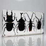 4 Genuine Beetles in Lucite // 2 Stags + Rhinoceros Beetle + Long-Horn