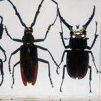 4 Genuine Beetles in Lucite // 2 Stags + Rhinoceros Beetle + Long-Horn