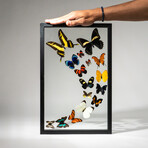 16 Genuine Butterflies + Display Frame