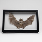 Genuine Rhinolphus Lepidus // The Horshoe Bat + Display Frame