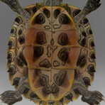 Genuine Large Turtle in Lucite