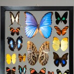 22 Genuine Butterflies + Display Frame // V2