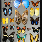 22 Genuine Butterflies + Display Frame // V2
