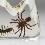 Genuine Baby Tarantula + Centipede