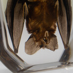 Genuine Large Hanging Bat in Lucite